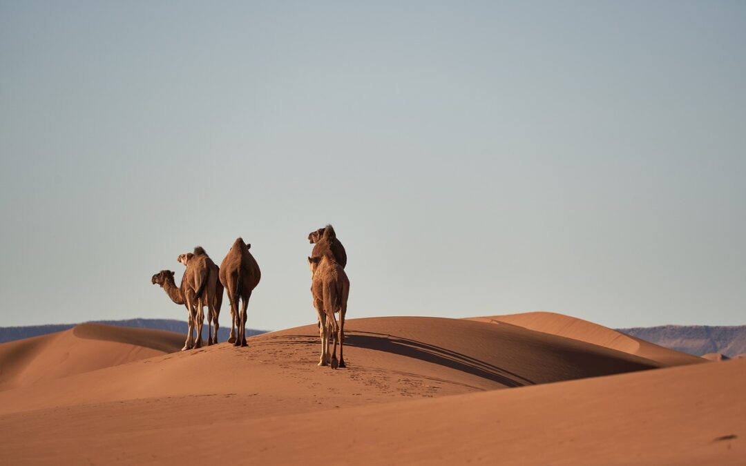 Adventure Travel – Ready For An Epic Adventure? Explore The…