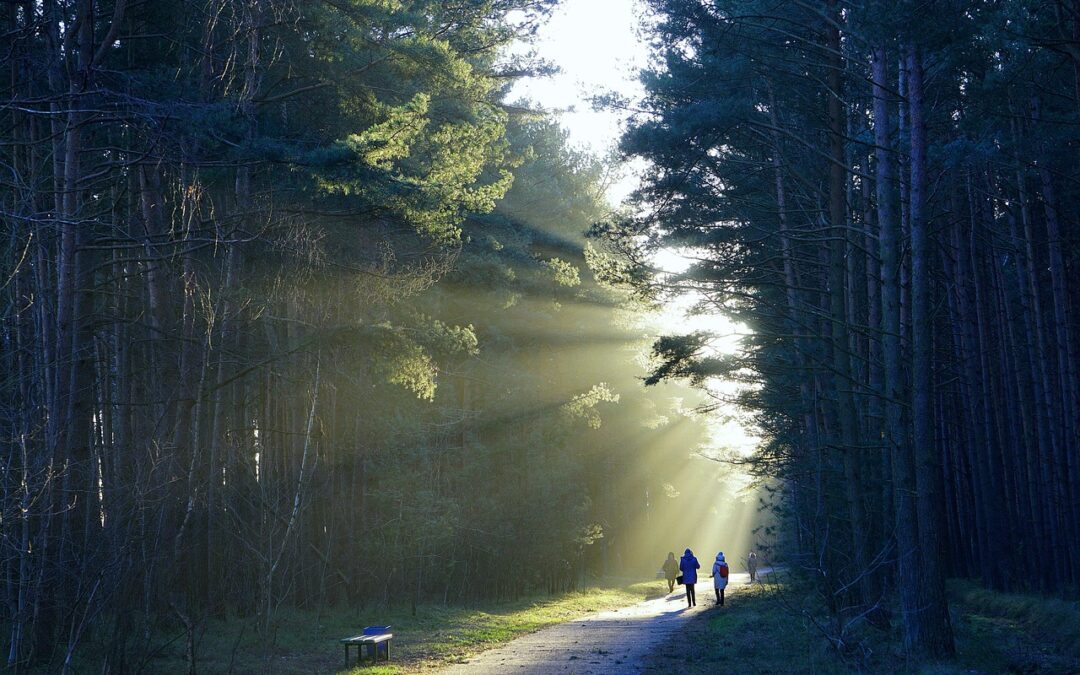 Scenic Hiking Paths / Escape To The Misty Mountains: Your…