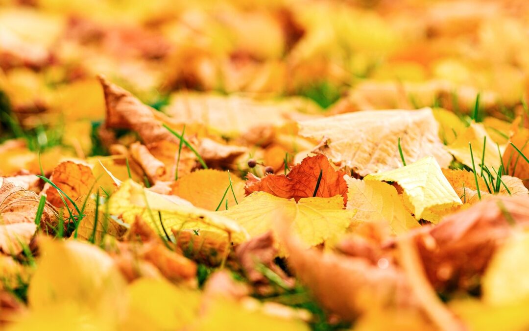 Seasonal Adventure Guides / “`html Fall Into Fun: Your Guide…