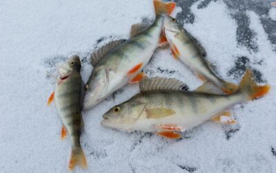Lake Powell Fishing Tips For Beginners – Your Adventure Starts…