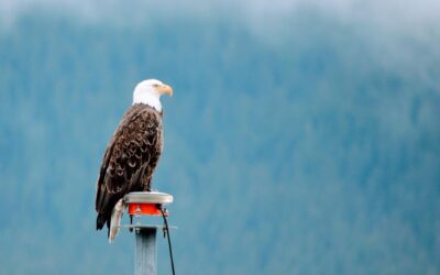 Valdez Alaska Salmon Charters | Adventure Awaits: Your Valdez, Alaska…