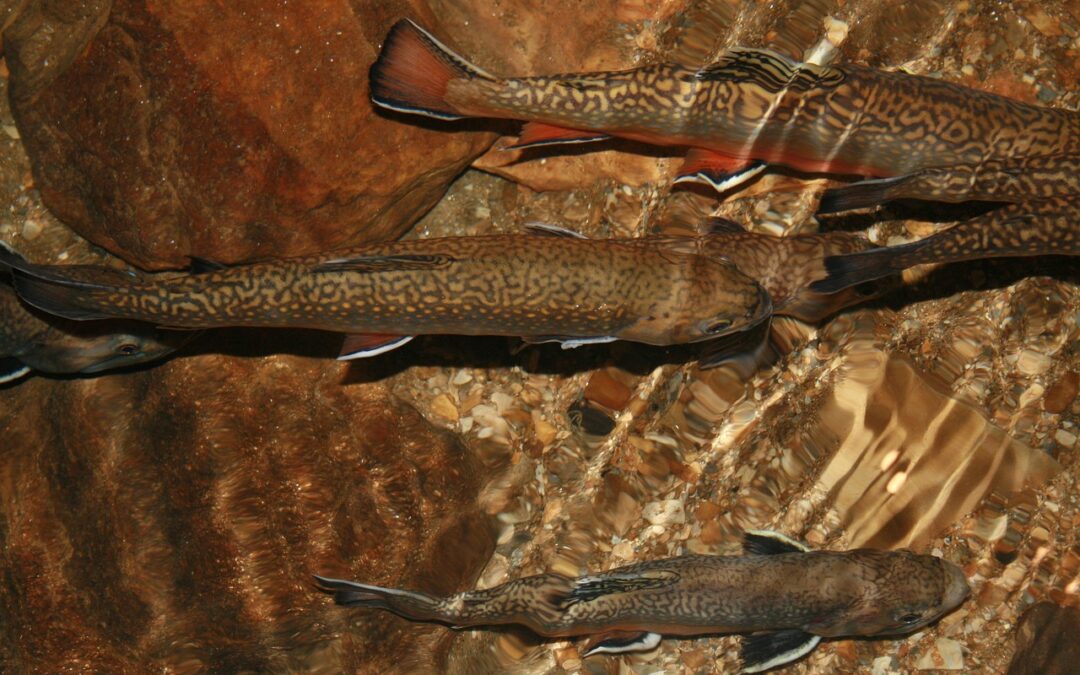Best Lures For Trout Valdez Alaska &raquo; Uncover Amazing Adventures:…