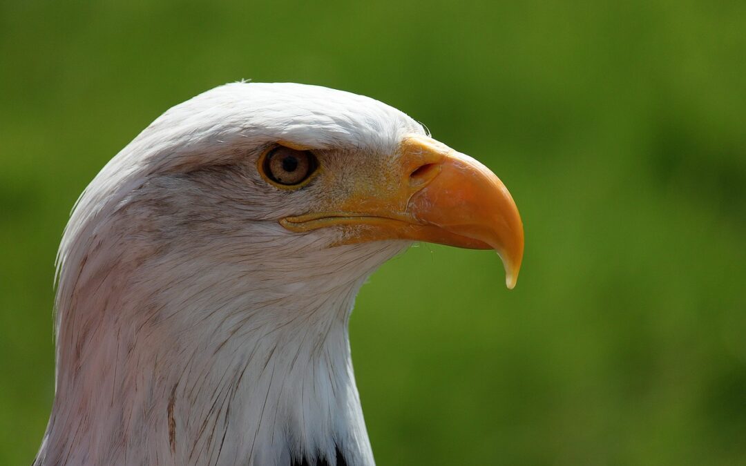 Craig Colorado Bald Eagle Viewing | Welcome To Craig, Colorado:…