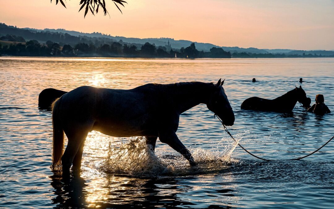Lake Powell Best Beaches For Swimming ~ Your Next Big…